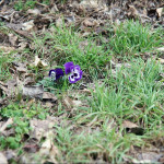 Brennweite 80mm und Mindestabstand 2 Meter. Motiv unbeschnitten.