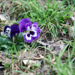 Brennweite 80mm und Macro 1.3,5 und damit dichter heran. Motiv unbeschnitten.