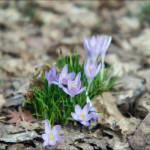 Weichzeichnung, vertr&auml;umt- Blende 5,6, mehrfach reproduzierter Effekt.