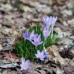 Blende 8 in Macrostellung- angestrebte Bildklarheit.