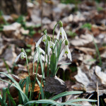 Gegenlicht I - dunkler Hintergrund.