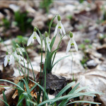 Gegenlicht II - reflektierende Bl&auml;tter hellen das Bild auf.